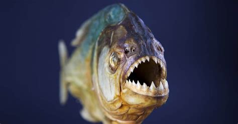 giant piranha extinct